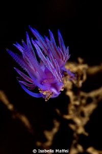 "VIOLET"
my first post in 2013, happy new year to everybody by Isabella Maffei 